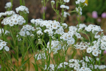 White Achillea ptarmica, sneezewort, in flower. © Alexandra