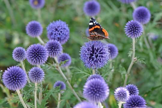 A Red Admiral butterfly sat on Echinops ritro, Globe thistle &lsquo;Veitch's Blue&rsquo; in flower.