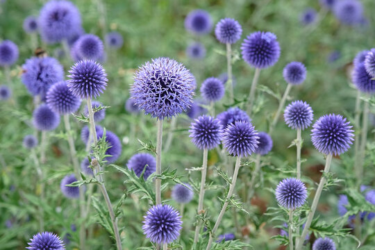 Echinops ritro, Globe thistle &lsquo;Veitch's Blue&rsquo; in flower.