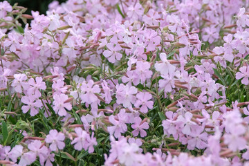 Pink Saponaria lempergii, soapwort ‘Max Frei’ in flower.