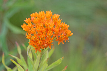 Bright orange Asclepias tuberosa, butterlfy weed, in flower.