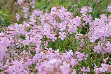 Pink Saponaria lempergii, soapwort  in flower.