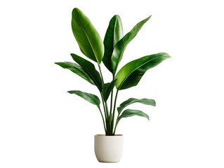 Indoor plant