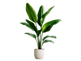 Indoor plant