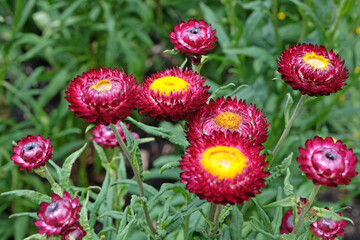Purple Xerochrysum also know as strawflower or  everlasting flower in bloom.
