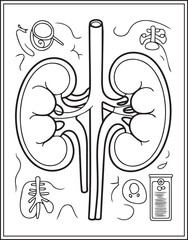 Human anatomy kidney vector outline illustration for medical educational coloring book design kids and adults