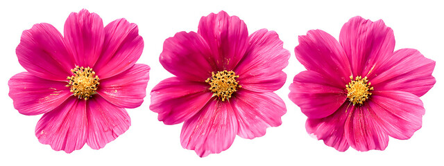 Three vibrant pink cosmos flowers isolated on transparent background