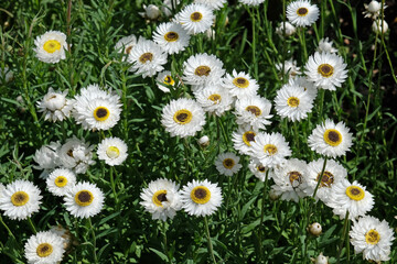 White Helipterum roseum, everlasting or strawflower, Pierrot’ in flower.
