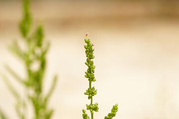 Echinochloa colona grass flower close up shot