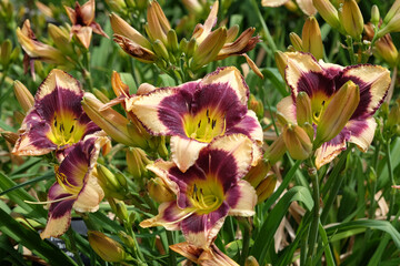 Cream and purple Hemerocallis daylily ‘Inkheart’ in flower.