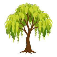 Weeping willow tree  with many branches and green leaves. Isolated vector illustration on white background