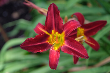 Deep red Hemerocallis daylily ‘Stafford’ in flower.
