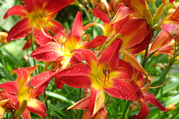 Red and yellow Hemerocallis hybrid daylily &lsquo;All American Chief&rsquo; in flower.