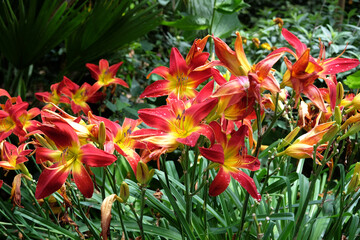 Red and yellow Hemerocallis hybrid daylily ‘All American Chief’ in flower.