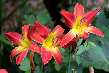 Red and yellow Hemerocallis hybrid daylily ‘All American Chief’ in flower.