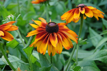 Yellow and deep red Rudbeckia hirta, black eyed Susan ‘Cappuccino’ in flower.