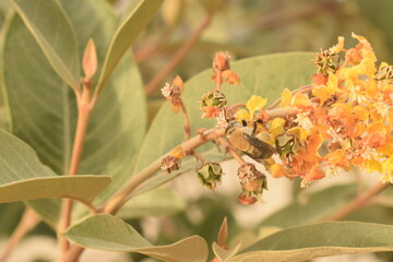 Abelha sobre galho com flores e frutos da árvore de Murici. Galhos frutíferos do pé de Murici,...