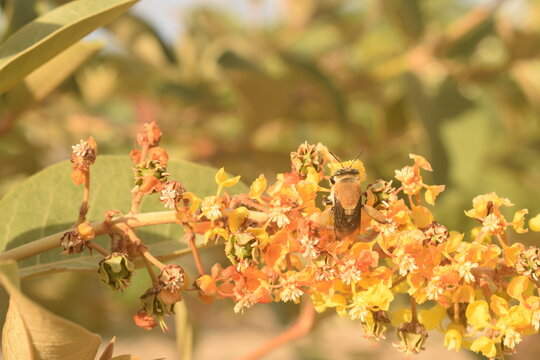 Poliniza&ccedil;&atilde;o das flores da &aacute;rvore de Murici no interior de fazenda nordestina. Flora&ccedil;&atilde;o do p&eacute; de murici