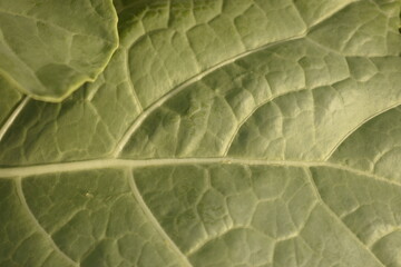 Folha de Couve Manteiga verde. Textura de Couve orgânica vista de perto. Fundo da fibra de couve