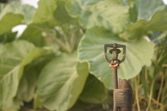Irrigador em planta&ccedil;&atilde;o org&acirc;nica de couve manteiga. Irriga&ccedil;&atilde;o em cultivo familiar de couve verde