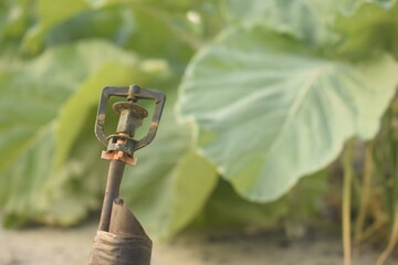 Irrigador aguador visto de perto em canteiro orgânico de plantas. Plantação familiar com sistema...