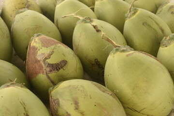 Cocos verdes enfileirados. Monte de coco verde colhido do coqueiro. Colheita de coco brasileiro