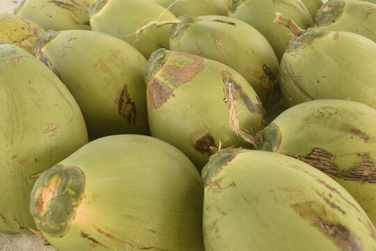 Coco verde tropical. Amontoado de cocos verdes rec&eacute;m colhidos