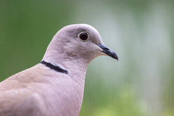 Portrait de profil de Tourterelle turque sur fond vert