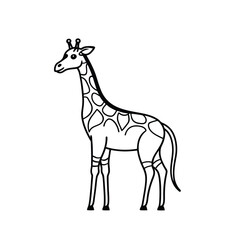 giraffe isolated on white background