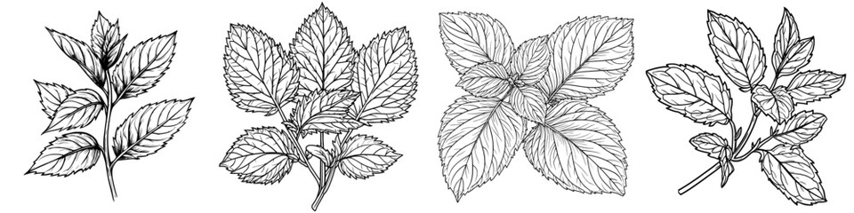 Modern illustration of a lemon balm bunch featuring outlined leaves, presented as a hand drawn sketch on a white background