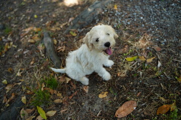 Happy Puppy Sitting on Autumn Leaves Outdoors