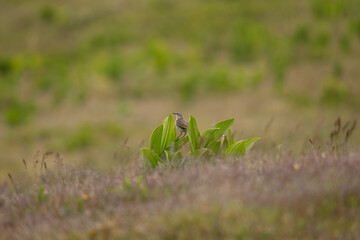 The water pipit stands on a leaf in a mountain meadow. A pipit in its natural habitat in Romania.