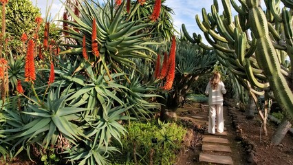 Person walking through succulent and cactus garden with large aloe flowers, spiky plants, and stone...
