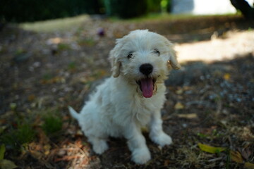 Playful Puppy with Tongue Out Sitting Outdoors
