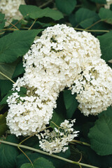 Hydrangeas white flowers close up, July, season. Hortensje białe w sezonie kwitnienia, lipiec © Emilia