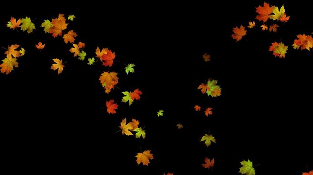 colorful autumn maple leaves infinity trail alpha channel loop animation, realistic leaf on transparent background, thanksgiving and Halloween social media motion design element	