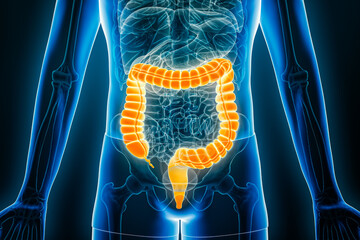 X-ray anterior or front view of the complete colon or large intestine 3D rendering illustration with male body contours. Human anatomy, organ of the digestive system, medical, science concepts.
