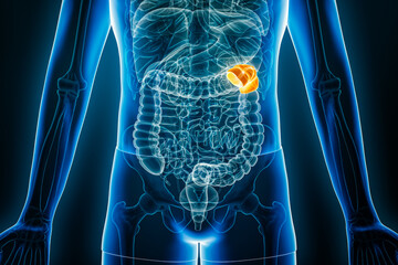 X-ray anterior view of splenic or left flexure of the human colon 3D rendering illustration with male body contours. Anatomy, organ of digestive system, medical, biology, science, healthcare concepts.