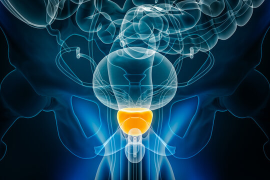 X-ray anterior or front view of the prostate 3D rendering illustration with male body contours. Human anatomy, organ of reproductive system, medical, biology, science, healthcare concepts.