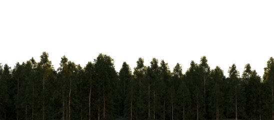 Pine forest on transparent background. 3D rendering