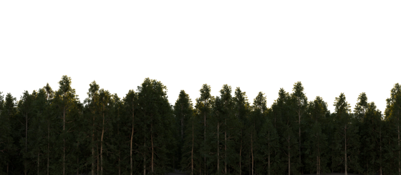 Pine forest on transparent background. 3D rendering