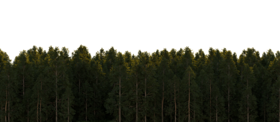Pine forest on transparent background. 3D rendering