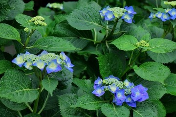  Hydrangeas beginning to bloom in the garden