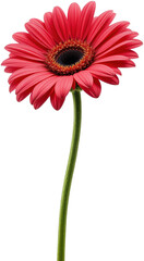 Vibrant Pink Gerbera Daisy Bloom with Long Green Stem on White Background