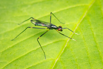 Rainieria antennaepes fly agitating its front legs with white markings to look like a ichneumonidae wasp