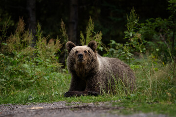 Naklejka premium A brown bear in Romania in summer. The bear is looking for food near the edge of the forest. Huge bears in the Transylvania area.
