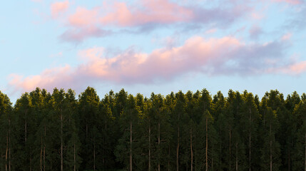 Pine forest under colorful evening sky. 3D rendering