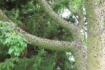 thorny bark texture of silk floss tree (Ceiba speciosa)
