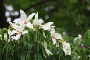 white blooms of silk floss tree (Ceiba speciosa)