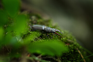 A stag beetle in a European forest. The European stag beetle is standing on a rock covered in moss.